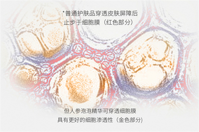 細(xì)胞科技賦新肌 人參泡泡精華讓肌膚重?zé)贻p光采